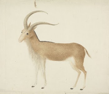 Unidentified Ungulate | Free Photo - rawpixel