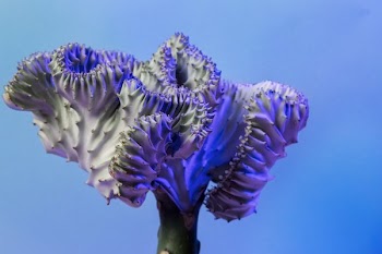 Unique Cactus Plant