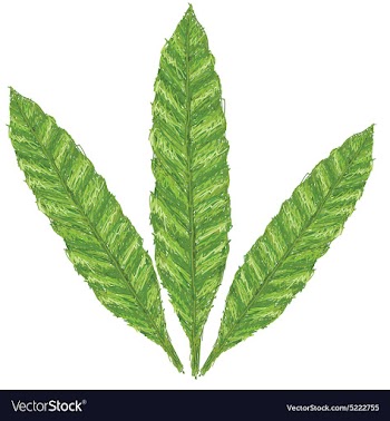 Unique style of fern leaves - scientific name vector image