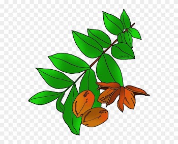 United States Clip Art By Phillip Martin Texas State - Texas State Tree Pecan