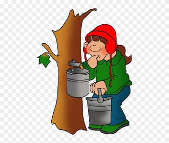 United States Clip Art By Phillip Martin, West Virginia - West Virginia State Tree