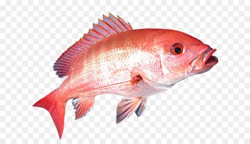 United States Northern red snapper Gulf of Mexico Recreational fishing - red fish 