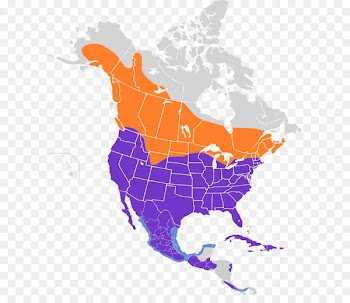 United States of America Map Territorial evolution of North America since 1763 Wikipedia Image -  