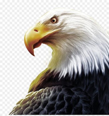United States T-shirt High-definition television Three-dimensional space Wallpaper - Eagle head and sharp eyes 