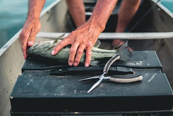 Unknown Person Holding Gray Fish