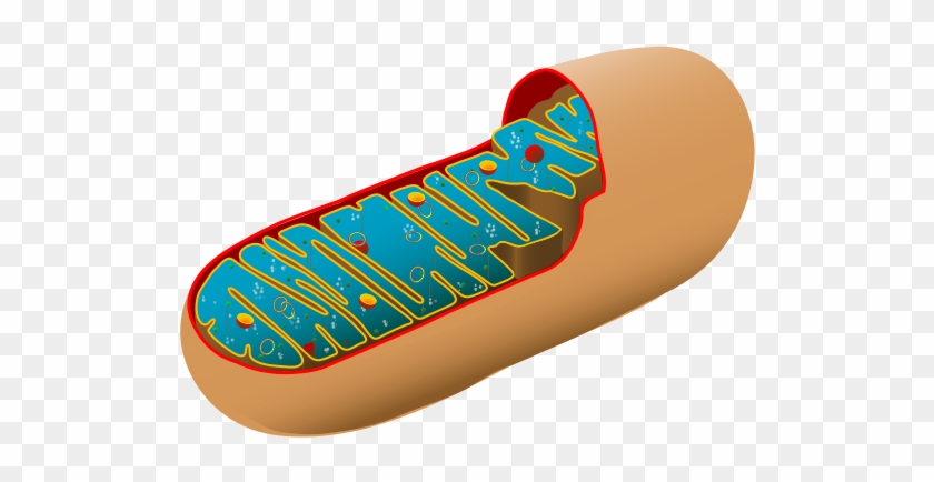 Unlabeled Cell - Structure Of Mitochondria And Function