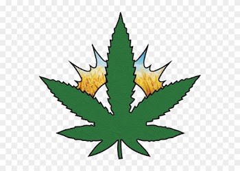 Unlike Legal Substances Such As Prescription Opiates, - Cannabis