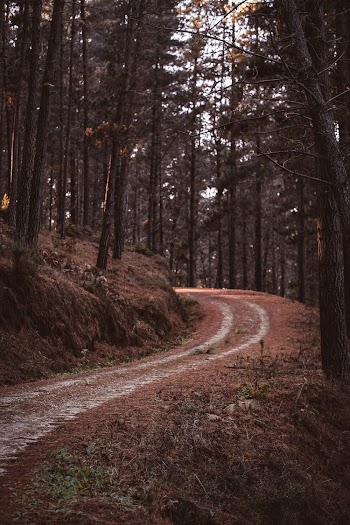 Unpaved Pathway 