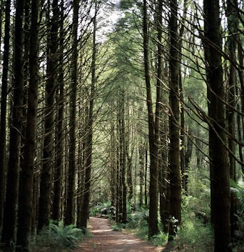 Unpaved Pathway Between Trees