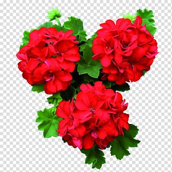 UNRESTRICTED Flower , red flowers transparent background PNG clipart