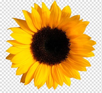 UNRESTRICTED Flower , yellow sunflower transparent background PNG clipart