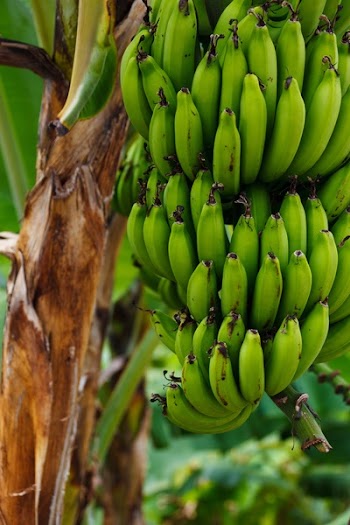 Unripe Banana on Banana Tree