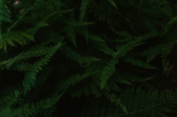 Unsplash ID 0aF_vV0xgQk
