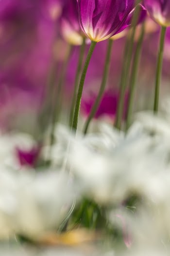Unsplash ID 0fEsIrK3C1E