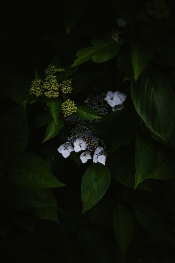 Unsplash ID 0iAxBDECbaE