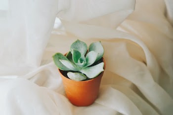 Unsplash ID 0k2PMKj42_o