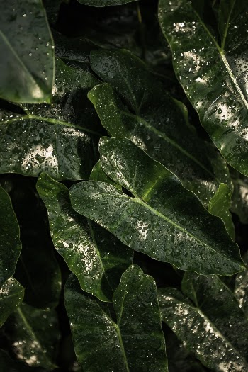 Unsplash ID 0kiYSEyChqQ