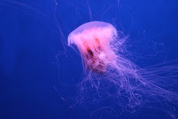 Unsplash ID 0p86Ar07Vro