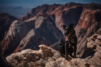 Unsplash ID 0S1Npjtequo