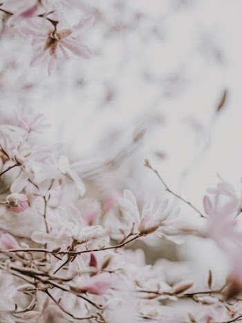 Unsplash ID 0VDKza7MLSU