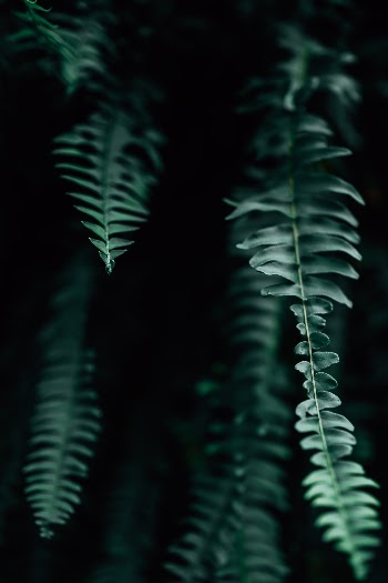 Unsplash ID 1aNxe57iEHw
