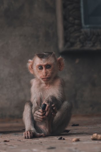 Unsplash ID 1KkTIBhf8sM