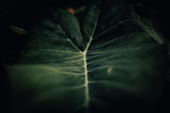 Unsplash ID 1x3hklvrcV4