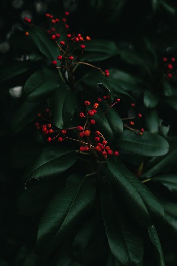 Unsplash ID 2_Hq-7KKL4I
