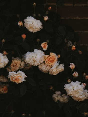 Unsplash ID 2BoY-CIi2Aw