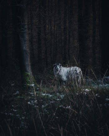 Unsplash ID 2E-bjdW54xQ