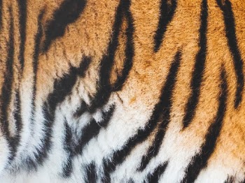 Unsplash ID 2pSK9oOgCmQ