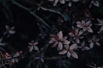 Unsplash ID 2V8xZRYgpnk