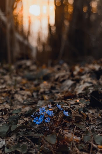Unsplash ID 32LuMRgCaTI