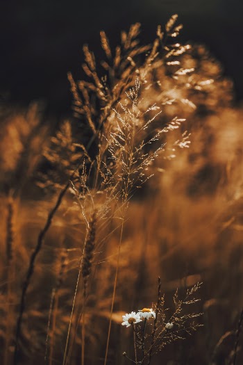 Unsplash ID 3P7PovXdSfo