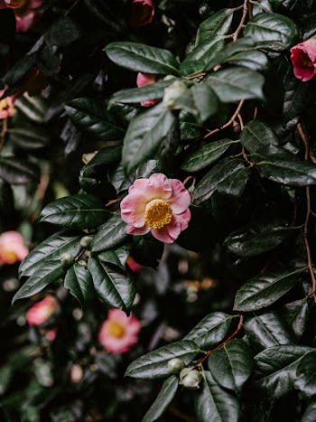 Unsplash ID 3Z_Q1ISqAgw