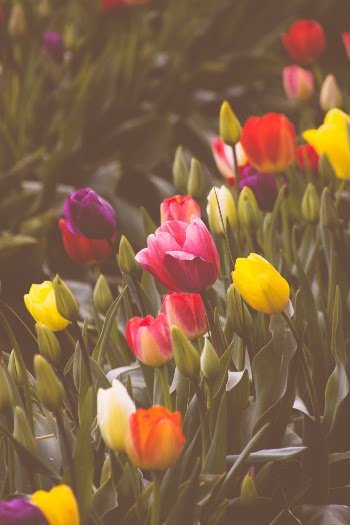 Unsplash ID 40gVsm3PtOA
