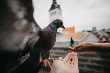 Unsplash ID 40UuO8-CJOY