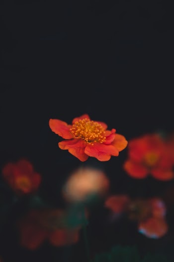 Unsplash ID 4Cep-u-04rA
