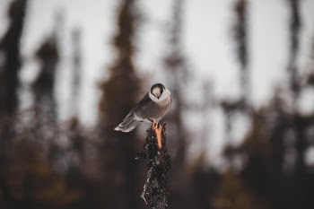Unsplash ID 4EnEihL9fv4