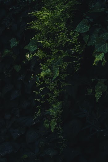 Unsplash ID 4GhHXuXKpDY