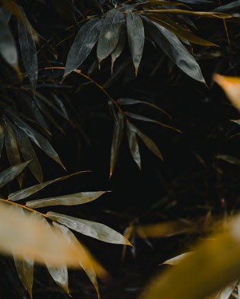 Unsplash ID 4zNgG9rz3yo