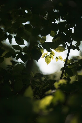 Unsplash ID 52g9IdTSe90