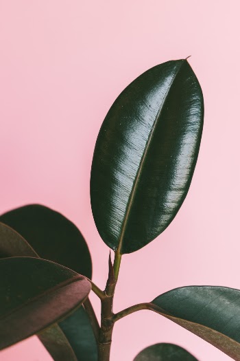 Unsplash ID 5mIcH3q7tIk