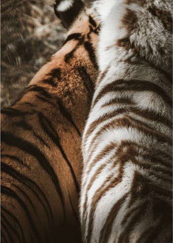 Unsplash ID 5mk2SZq6RpU