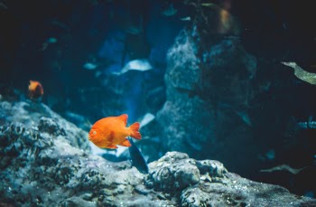 Unsplash ID 5TKVn0r4rx8