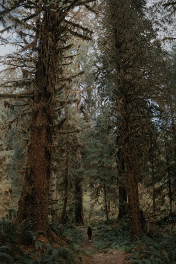 Unsplash ID 5X8elBLtuHE