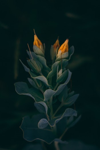 Unsplash ID -6e6HVEzgGs