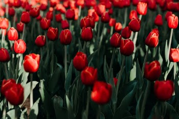 Unsplash ID 6iaB3db3efQ