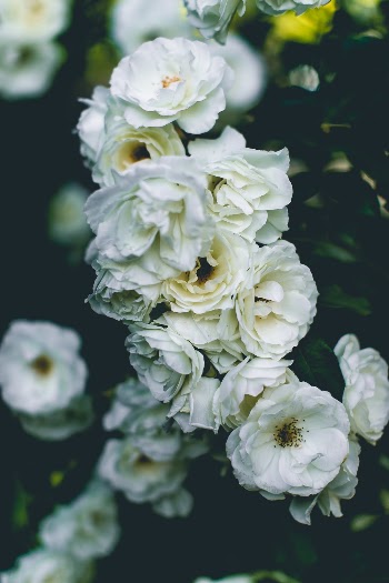 Unsplash ID 6k3Wyvd9Bds