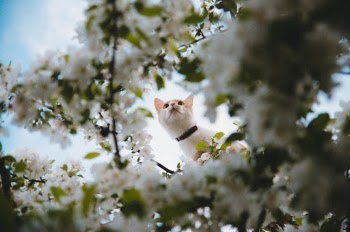 Unsplash ID 6m0liQSEjxE
